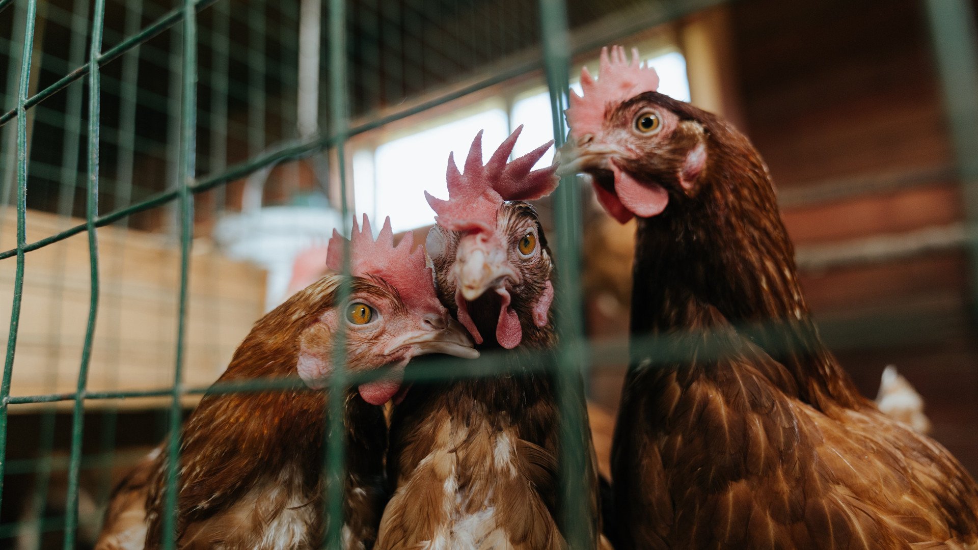 开云网页版登录入口-_魔术逆风翻盘，比赛刺激激烈_，逆转的魔术表演