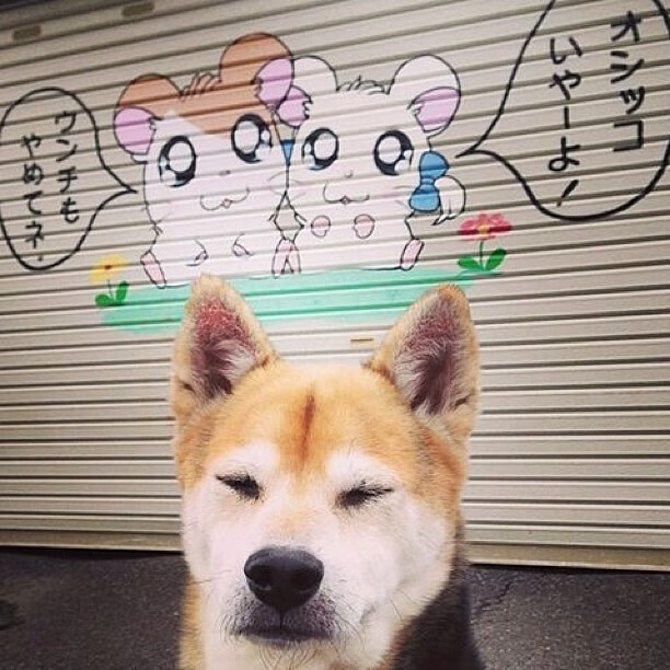 爱游戏平台-伊朗女足雪地穿花绕树破门，全网热传，伊朗女球迷看足球赛