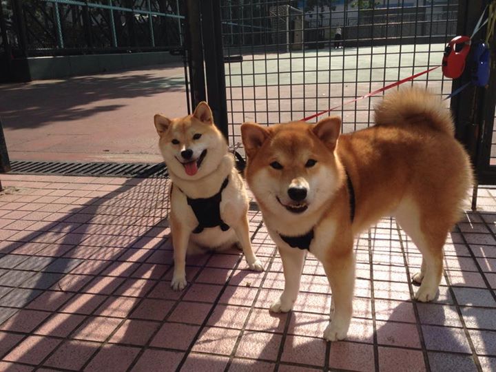 全球化的脚步：NBA在世界范围内的文化传播与交流，nba全球影响力大吗