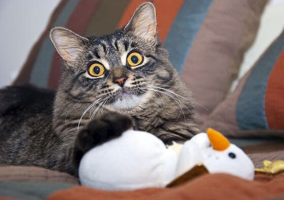 爱游戏娱乐网址-斯特拉斯堡在法甲联赛中排名第十，斯特拉斯堡足球队