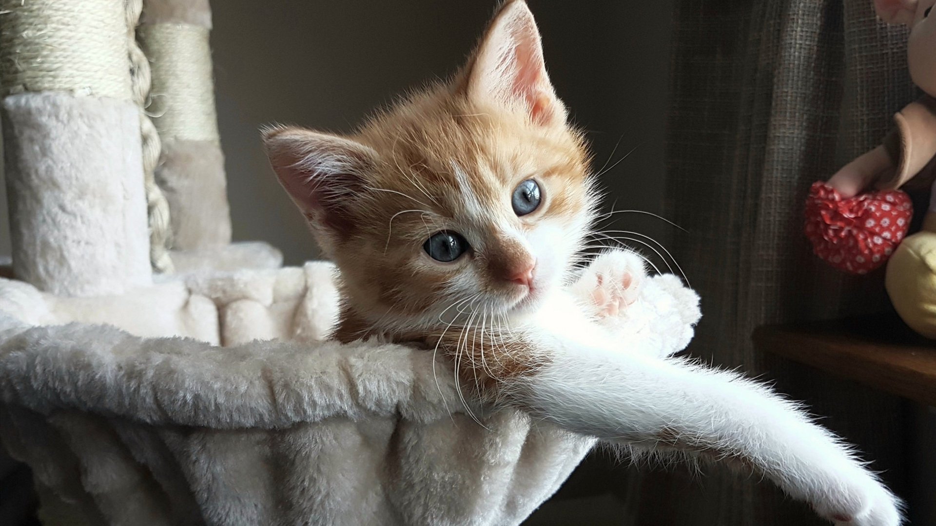 青少年篮球运动在偏远地区普及，乡村体育振兴新动能，青少年篮球教育行业分析