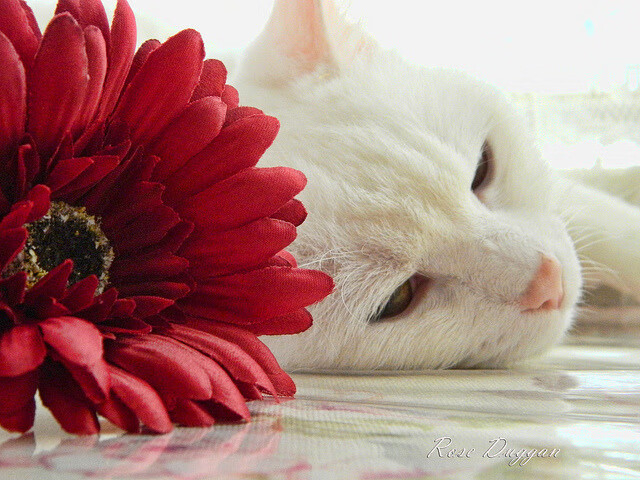 中国足球的赞助商合作模式，中国足协赞助商