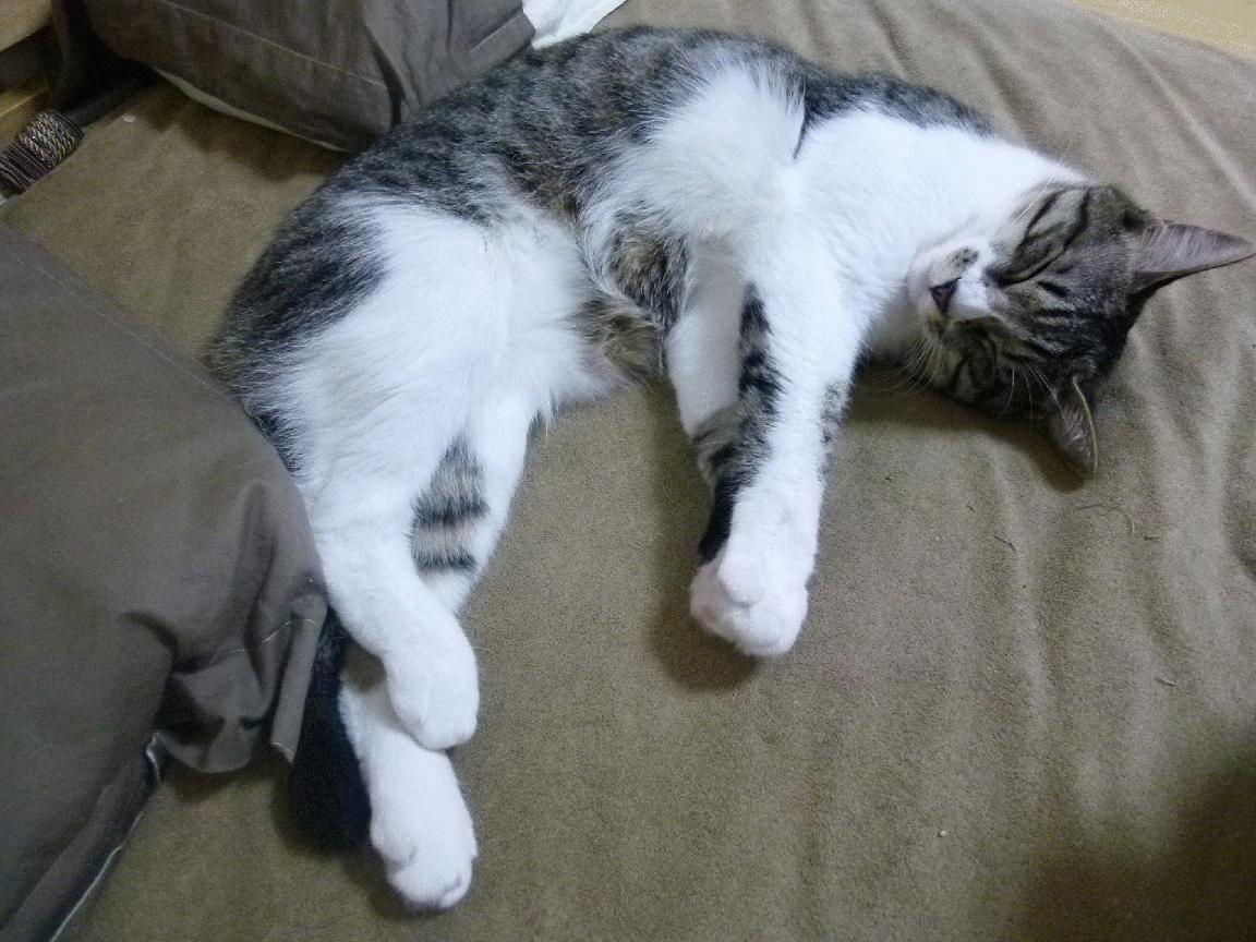 凯撒酋长锋线火力强劲,进球数领先联赛,凯撒厉害吗