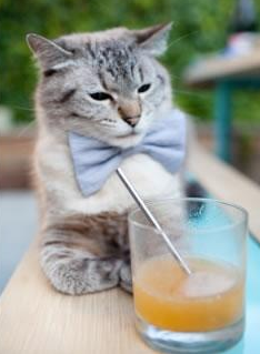 技压群雄_ 拜仁慕尼黑再下狠手痛击美因茨,拜仁5比2美因茨