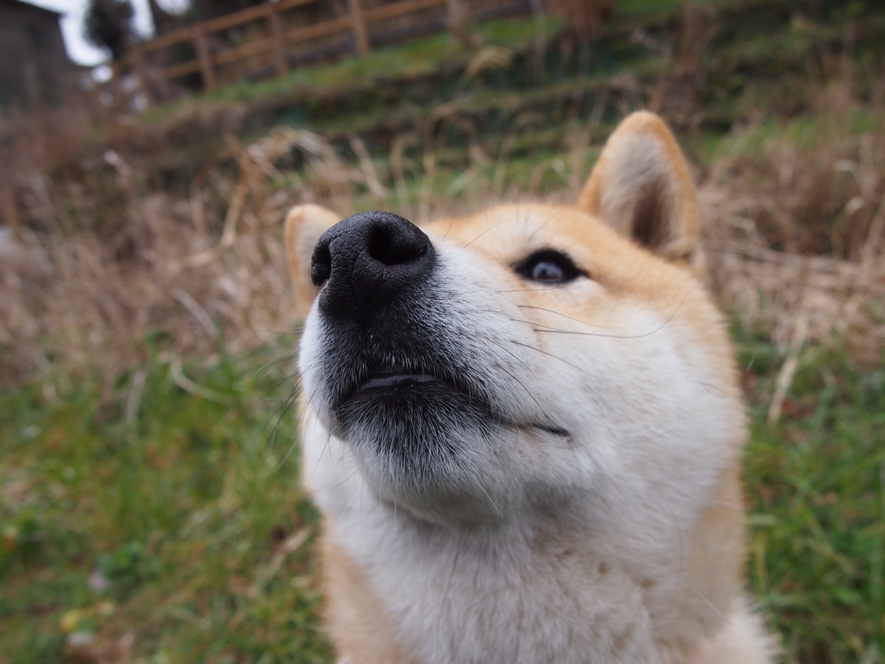 江苏龙球队整体配合日益流畅,江苏足球龙洋