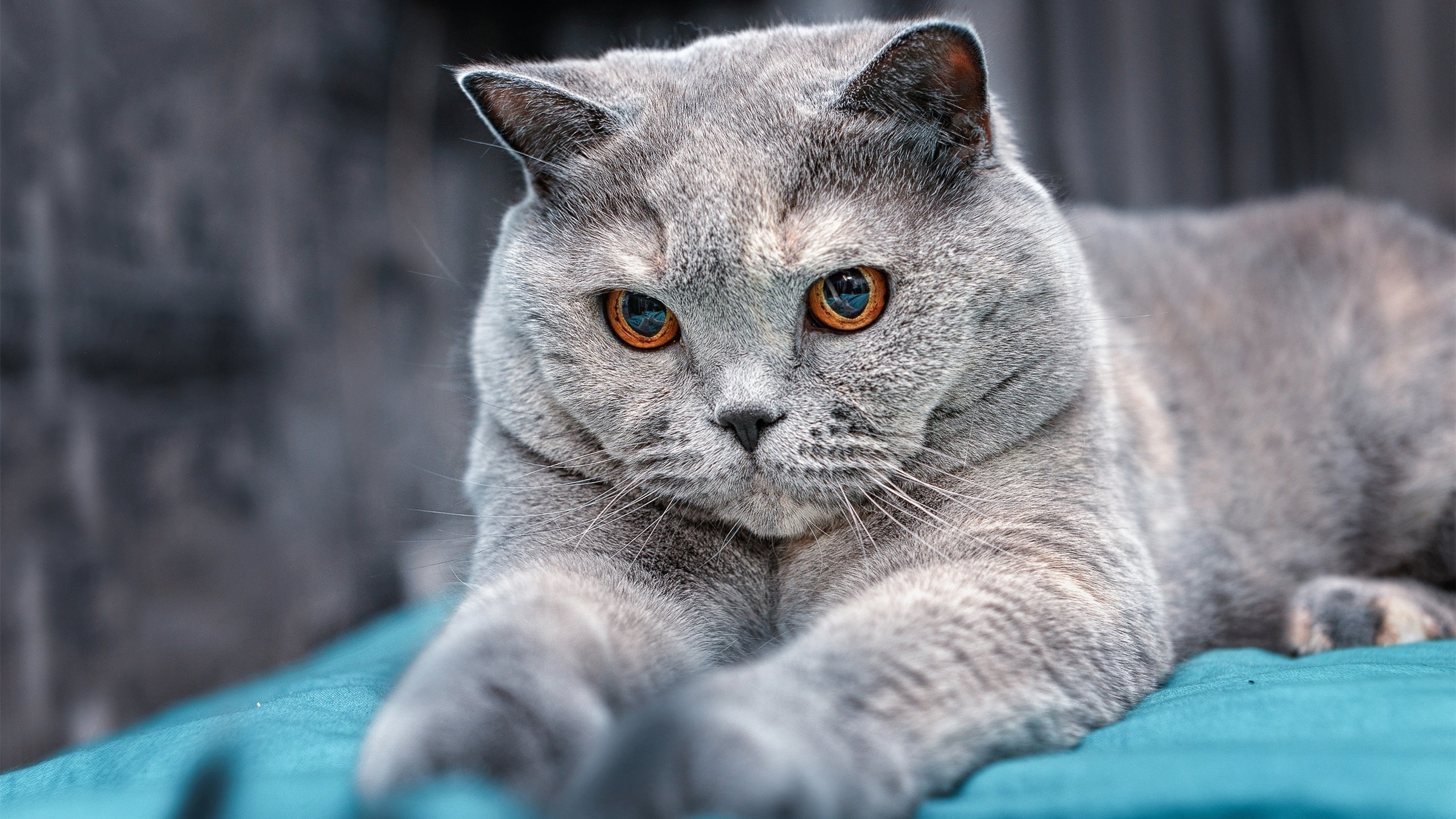 AYX体育官网-美属维尔京群岛女足球员因伤退赛，球队人员不足！，美属维尔京群岛奥运会