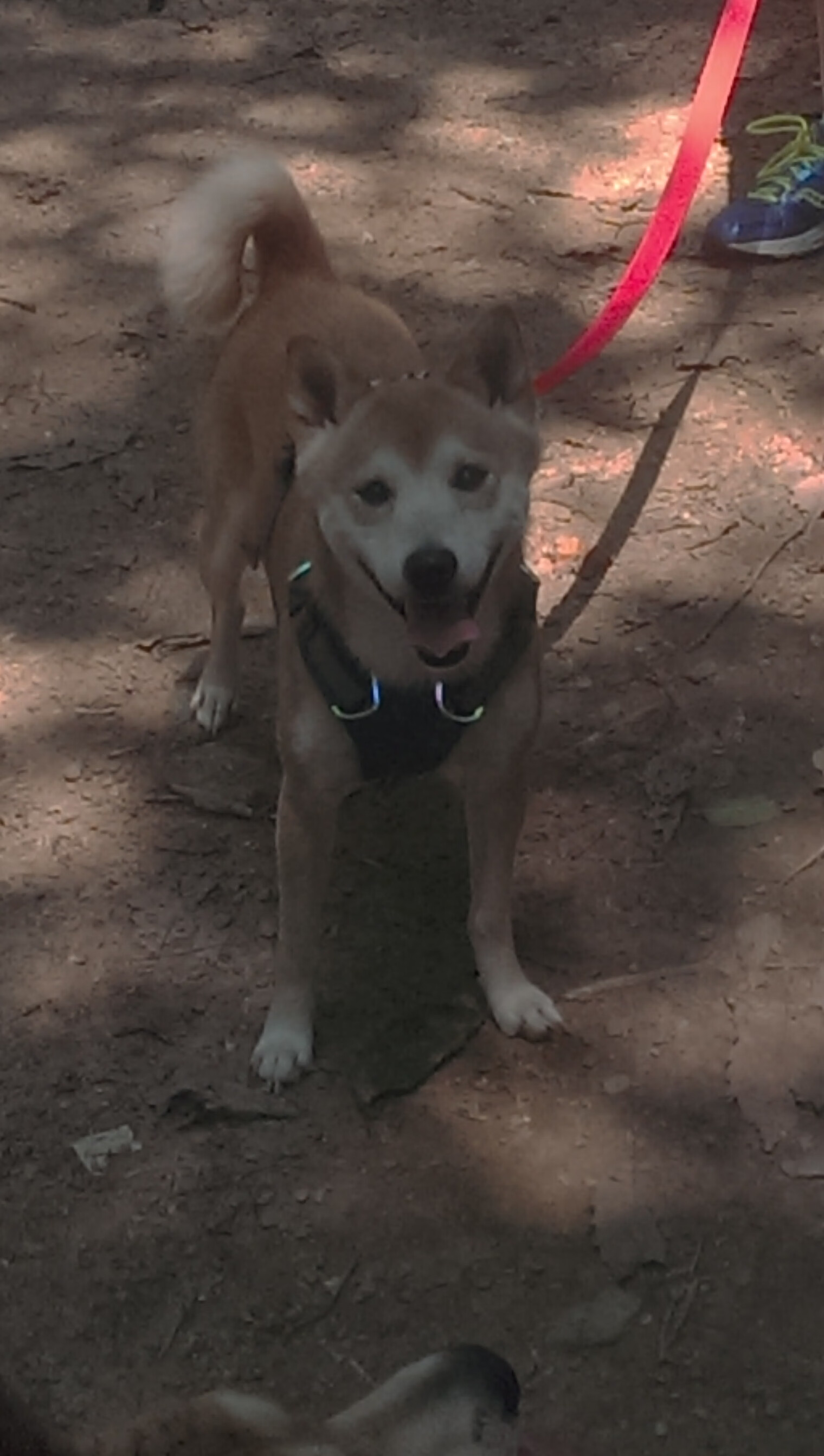 爱游戏app下载-莱比锡红牛战平对手，保持不败纪录，莱比锡红牛原来叫什么名