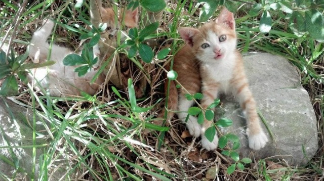 中国篮球教练员团队协作能力培养与管理实践，篮球教练员在团队中扮演了哪些角色
