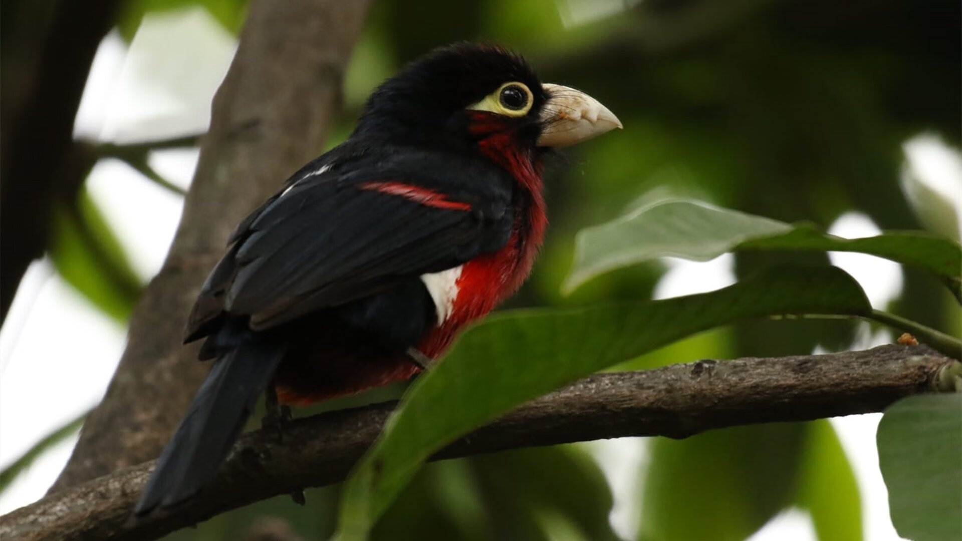 爱游戏体育-中国三人篮球女队提高协同进攻精准性，中国三人篮球女子队