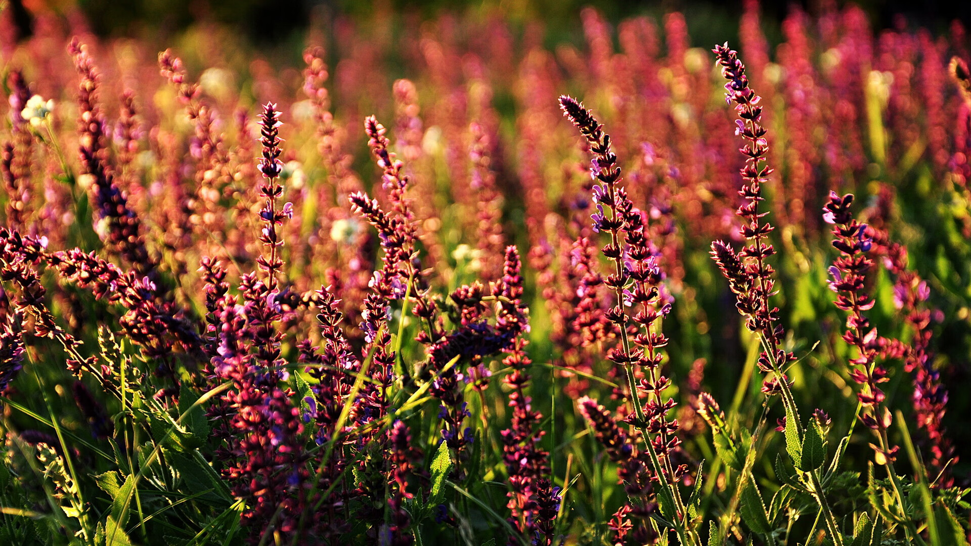 爱游戏娱乐-体育文化交流活动丰富多彩，体育交流活动简讯