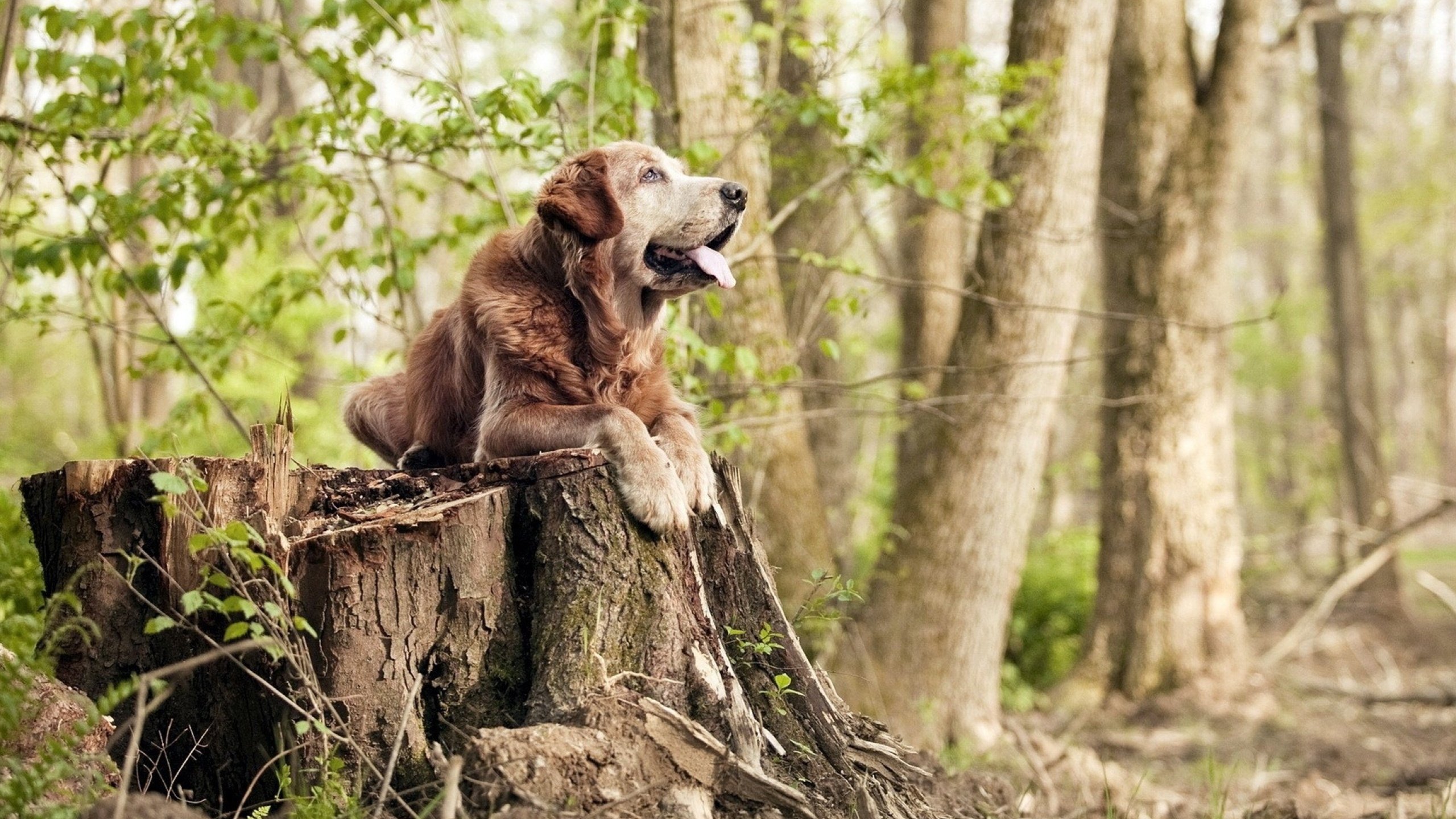 南非自由泳强将状态正佳，南非游泳