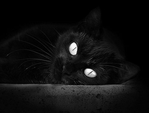 国家冰球队发布访问欧洲训练行程安排,国家冰球联赛