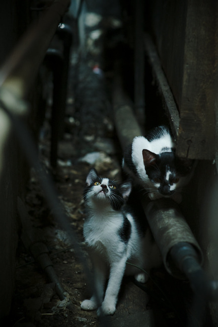 林丹为退役羽毛球选手提供就业机会,羽毛球运动员林丹退役了吗