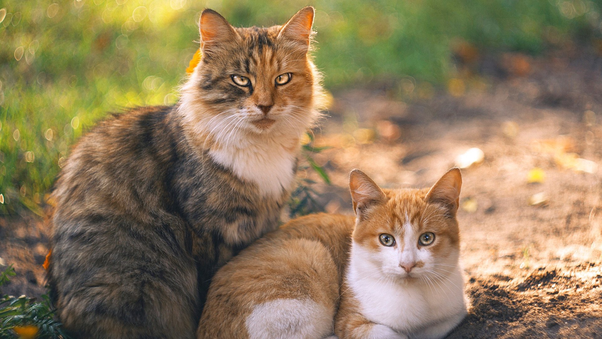 爱游戏官方网站-短道速滑接力再夺一金，短道速滑接力冠军